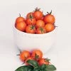 Sun Gold Hybrid Cherry Tomato Seeds -Botanical Bliss 52829 pk p1