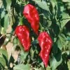 Ghost Pepper Seeds -Botanical Bliss 52832