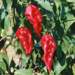 Ghost Pepper Seeds