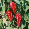 Ghost Pepper Seeds (P) Pkt Of 25 Seeds -Botanical Bliss 52832 pk p1