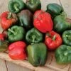 Karisma Pepper Seeds -Botanical Bliss 52836