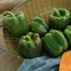 Karisma Pepper Seeds -Botanical Bliss 52836 1