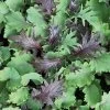 Baby Leaf Mix Kale Seeds 1 Baby Leaf Mix Kale Seeds -Botanical Bliss 52838 PK P1