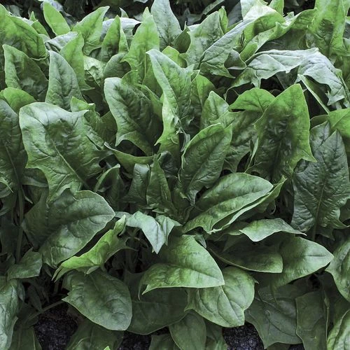 Imperial Star Hybrid Spinach Seeds 3 Imperial Star Hybrid Spinach Seeds