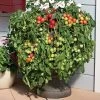 Cherry Fountain Tomato Seeds (P) Pkt Of 15 Seeds 1 Cherry Fountain Tomato Seeds (P) Pkt Of 15 Seeds -Botanical Bliss 52847 PK P1
