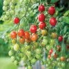 Celano F1 Grape Tomato Seeds 1 Celano F1 Grape Tomato Seeds -Botanical Bliss 52848 PK P1