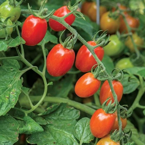 Celano F1 Grape Tomato Seeds 4 Celano F1 Grape Tomato Seeds - Image 2