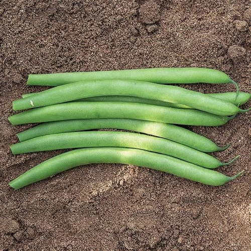 Antigua Organic Bush Bean Seeds 3 Antigua Organic Bush Bean Seeds