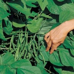 Jade Organic Bush Bean Seeds (L) 1 lb