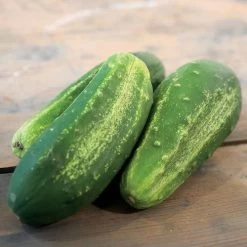 Excelsior Organic Cucumber Seeds