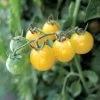 Fire Fly Tomato Seeds -Botanical Bliss 52864 PK P1