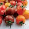 Artisan Bumble Bee Mix Organic Cherry Tomato Seeds -Botanical Bliss 52867 PK P1