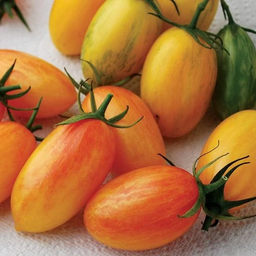Artisan - Blush Organic Hybrid Cherry Tomato Seeds 3 Artisan - Blush Organic Hybrid Cherry Tomato Seeds