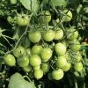 Sungreen Cherry Tomato Seeds