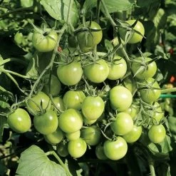 Sungreen Cherry Tomato Seeds