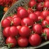 Sakura Organic Cherry Tomato Seeds 1 Sakura Organic Cherry Tomato Seeds -Botanical Bliss 52870 PK P1