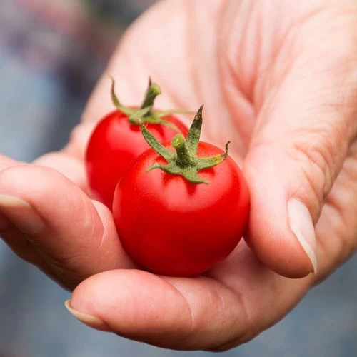 Sakura Organic Cherry Tomato Seeds 4 Sakura Organic Cherry Tomato Seeds - Image 2