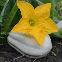 Mashed Potato Winter Squash Seeds -Botanical Bliss 52872 PK P1 2