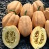 Baked Potato Seeds Winter Squash -Botanical Bliss 52873 PK P1