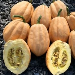 Baked Potato Seeds Winter Squash