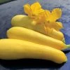 Smooth Criminal Squash Seeds -Botanical Bliss 52874 PK P1