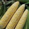Allure (bicolor) Sweet Corn Seeds -Botanical Bliss 52875 PK P1