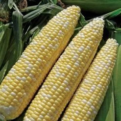 Allure (bicolor) Sweet Corn Seeds