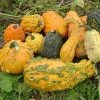 Lunch Lady Blend Gourd Seeds 2 Lunch Lady Blend Gourd Seeds -Botanical Bliss 52877 PK P1
