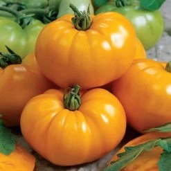 Chef's Choice Yellow Tomato Seeds