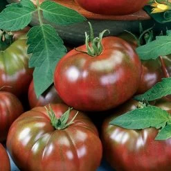 Chef's Choice Black Tomato Seeds