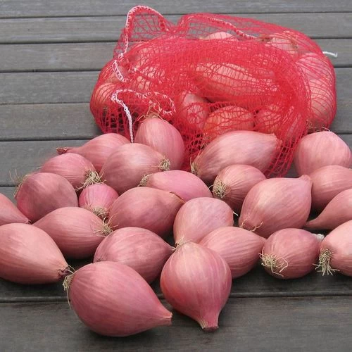 Conservor Organic F1 Shallot Seeds 3 Conservor Organic F1 Shallot Seeds