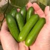 Mini-Me F1 Organic Cucumber Seeds 1 Mini-Me F1 Organic Cucumber Seeds -Botanical Bliss 52888