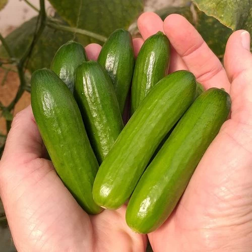Mini-Me F1 Organic Cucumber Seeds 3 Mini-Me F1 Organic Cucumber Seeds