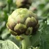 PT-16 Organic Artichoke Seeds -Botanical Bliss 52889 PK P1