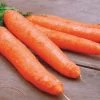 Little Finger Organic Carrot Seeds -Botanical Bliss 52891 PK P1