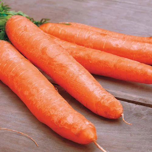 Little Finger Organic Carrot Seeds 3 Little Finger Organic Carrot Seeds