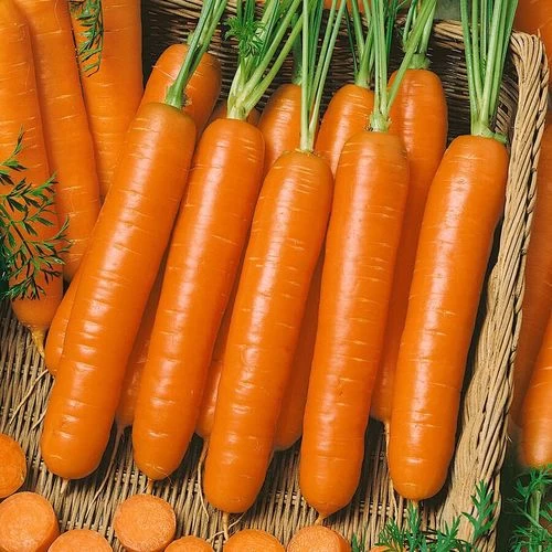 Little Finger Organic Carrot Seeds 4 Little Finger Organic Carrot Seeds - Image 2