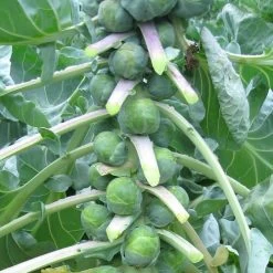 Dagan Organic Brussels Sprouts Seeds