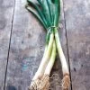 Parade Green Onion Organic Seeds -Botanical Bliss 52895 PK P1