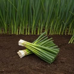 Parade Green Onion Organic Seeds -Botanical Bliss 52895 PK P1 2