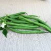Derby Green Organic Bush Bean Seeds -Botanical Bliss 52897 PK P1