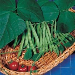 Derby Green Organic Bush Bean Seeds -Botanical Bliss 52897 PK P1 1