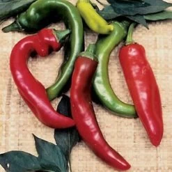 Anaheim Organic Pepper Seeds