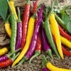 Cayenne Blend Organic Pepper Seeds -Botanical Bliss 52901 pk p1
