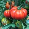 Marmande Marsalato Organic F1 Hybrid Tomato Seeds -Botanical Bliss 52903 PK P1