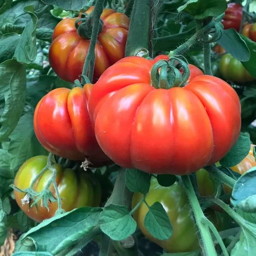 Marmande Marsalato Organic F1 Hybrid Tomato Seeds 3 Marmande Marsalato Organic F1 Hybrid Tomato Seeds