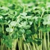 Calabrese Broccoli Seeds -Botanical Bliss 52910 PK P1