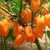 Magnum Organic Habanero Pepper Seeds 2 Magnum Organic Habanero Pepper Seeds -Botanical Bliss 52913 PK P1