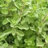 Sweet Marjoram Organic Seeds 1 Sweet Marjoram Organic Seeds -Botanical Bliss 52914 PK P1