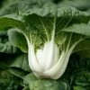 Asian Delight Hybrid Pak Choi Seeds -Botanical Bliss 52915 PK P1